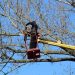 Top Rated Tree Trimming Service in Your Area
