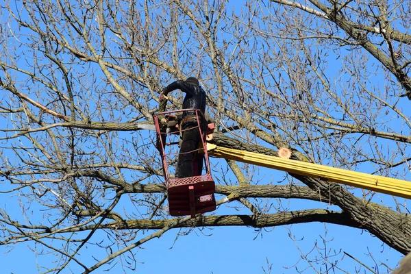 Top Rated Tree Trimming Service in Your Area