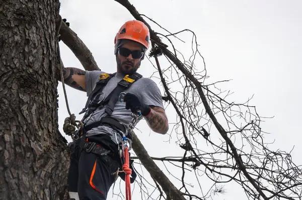 Codys Tree Service Licensed Tree Service South Lake Tahoe Professionals