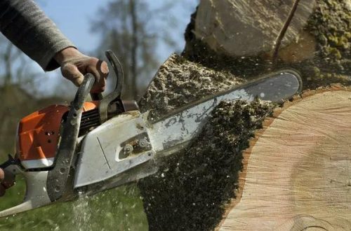 Certified Tree Removal Service Mobile with Trusted Experience