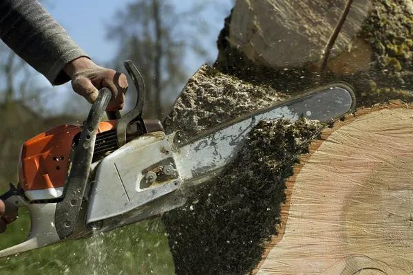 Certified Tree Removal Service Mobile with Trusted Experience