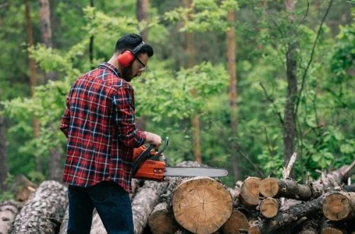 Shelton WA Tree Removal Services for Residential and Commercial Needs