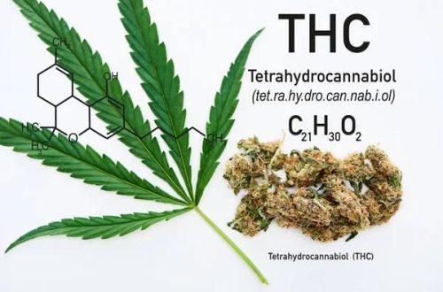 Comparing Hemp Products What Buyers Should Consider