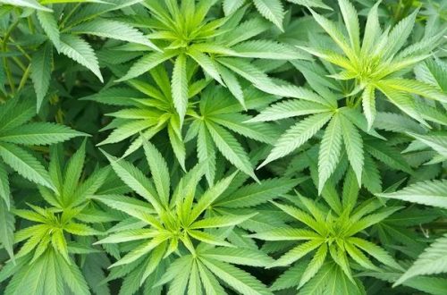Hemp-Derived Delta-8 Products: Quality and Consumer Considerations