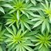 Hemp-Derived Delta-8 Products: Quality and Consumer Considerations