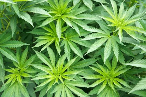 Hemp-Derived Delta-8 Products: Quality and Consumer Considerations